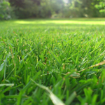 Gartenpflege - Rasen mähen & Hecken schneiden