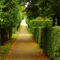 Hecke schneiden lassen